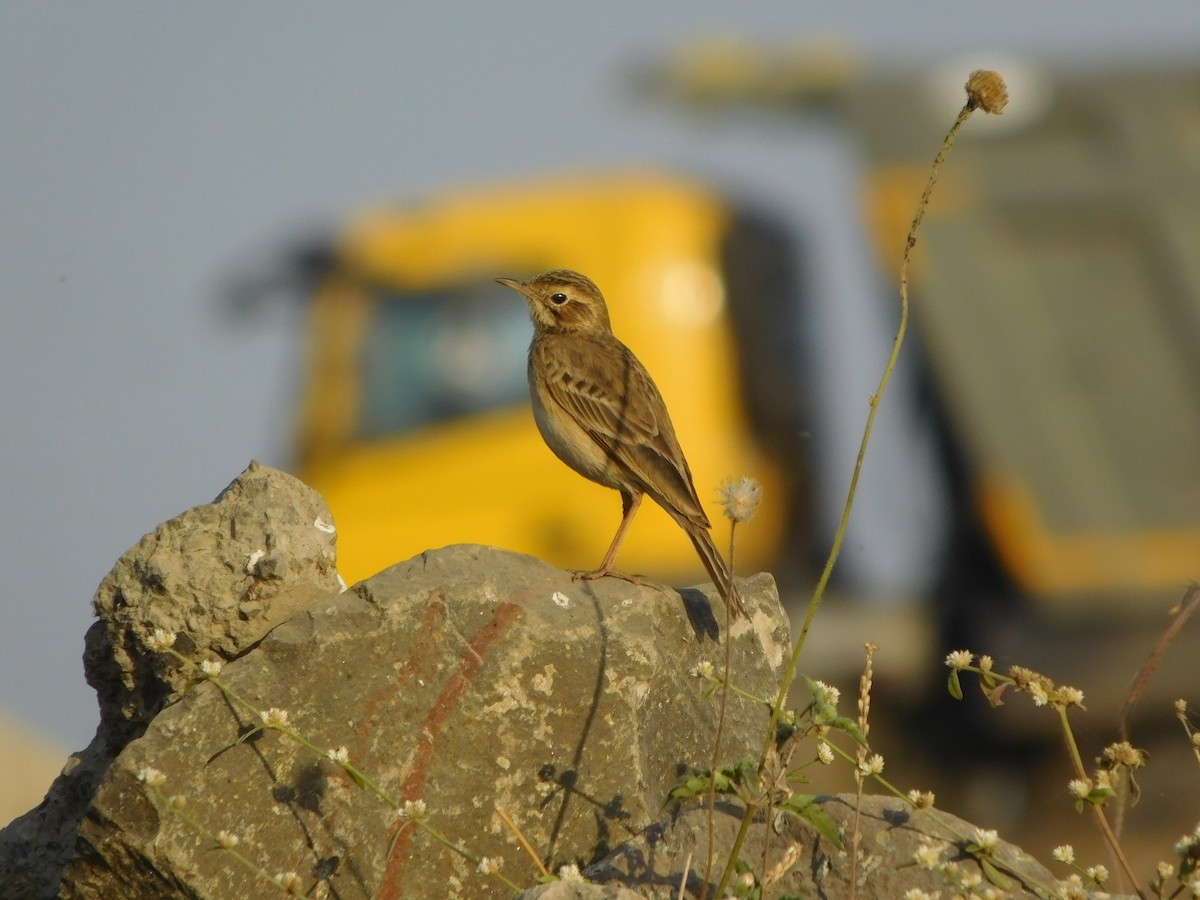 Paddyfield Pipit - ML646848744