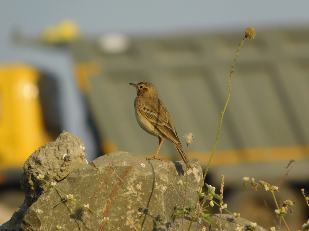 Paddyfield Pipit - ML646848745