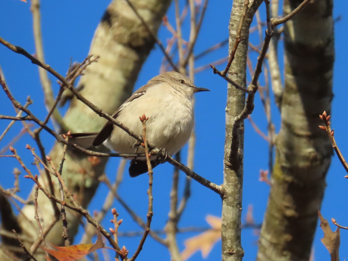 Northern Mockingbird - ML646848746