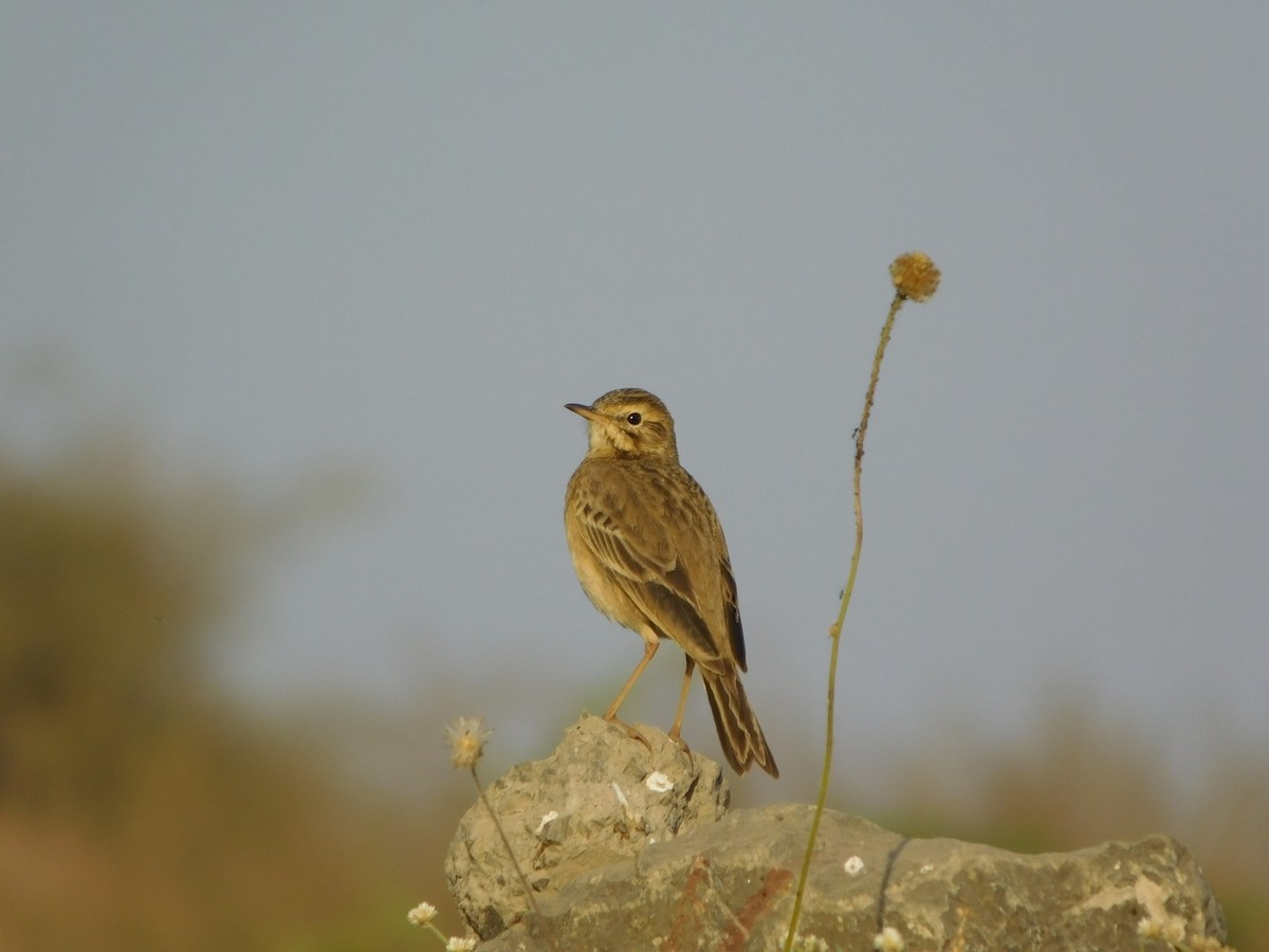 Paddyfield Pipit - ML646848747