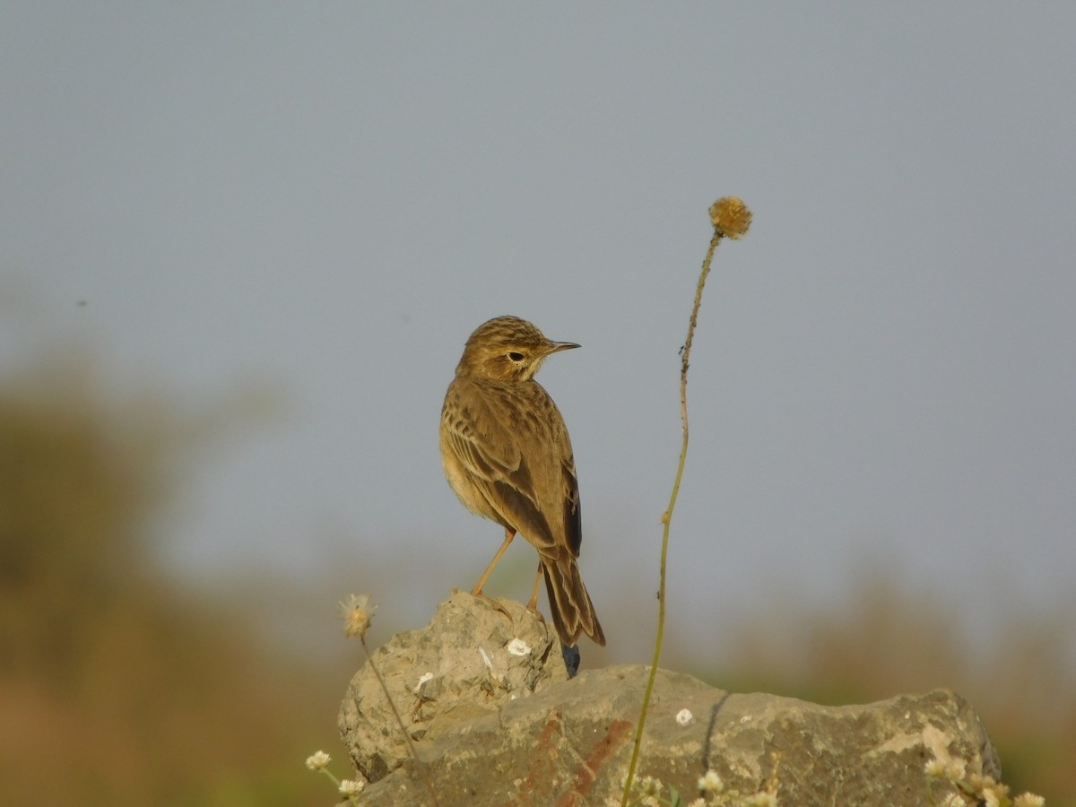 Paddyfield Pipit - ML646848748