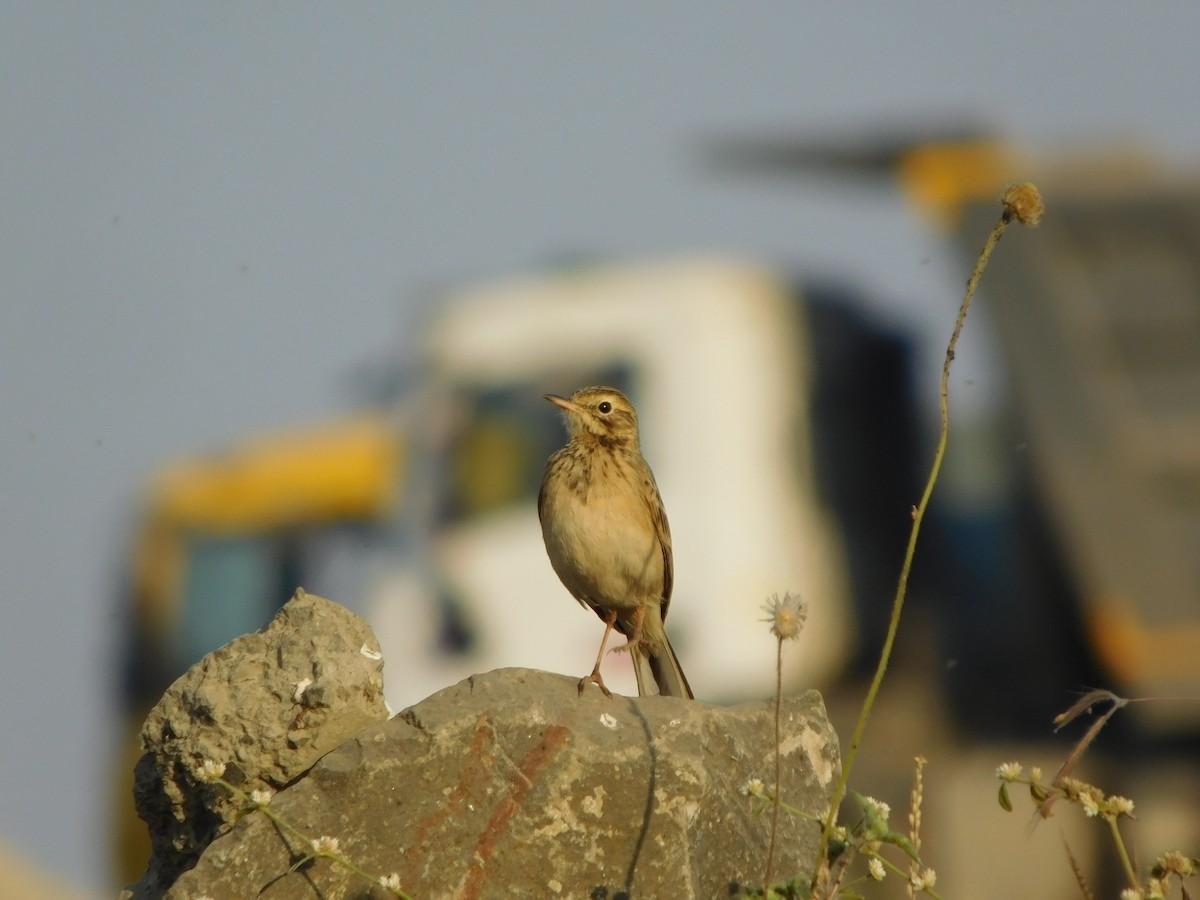 Paddyfield Pipit - ML646848750