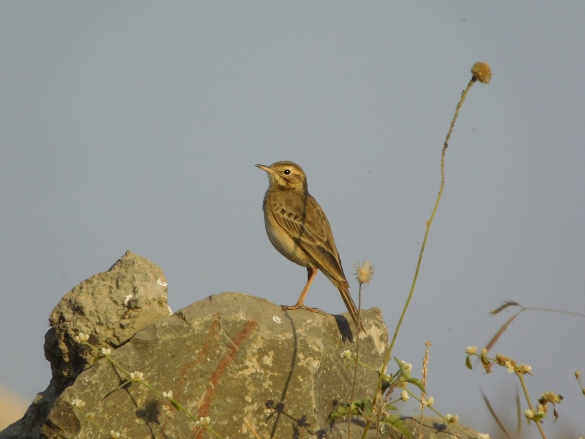Paddyfield Pipit - ML646848751