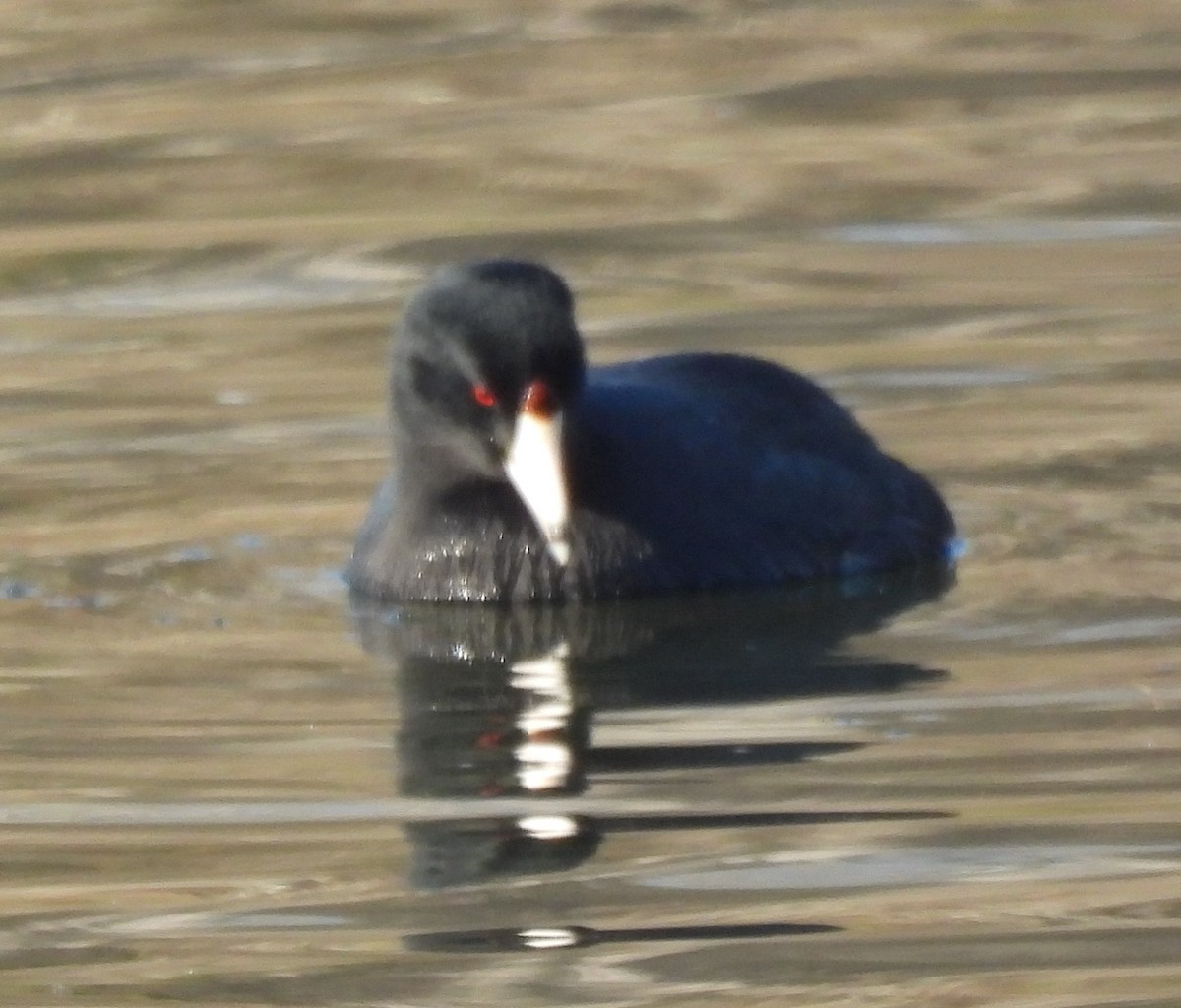 Indianerblässhuhn - ML646848752