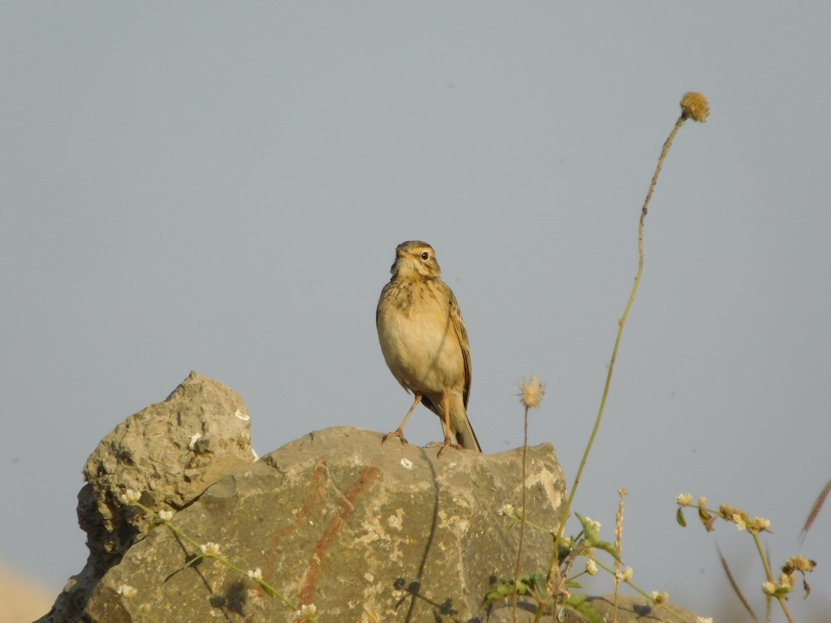 Paddyfield Pipit - ML646848753