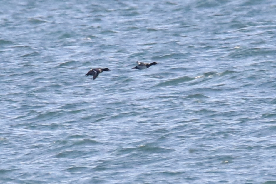 polák sp. - ML646848761