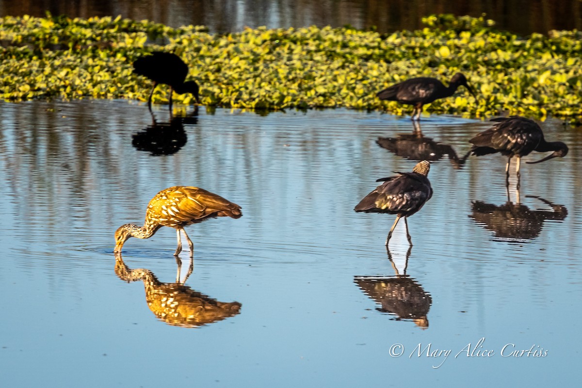 kurlan chřástalovitý - ML646848762