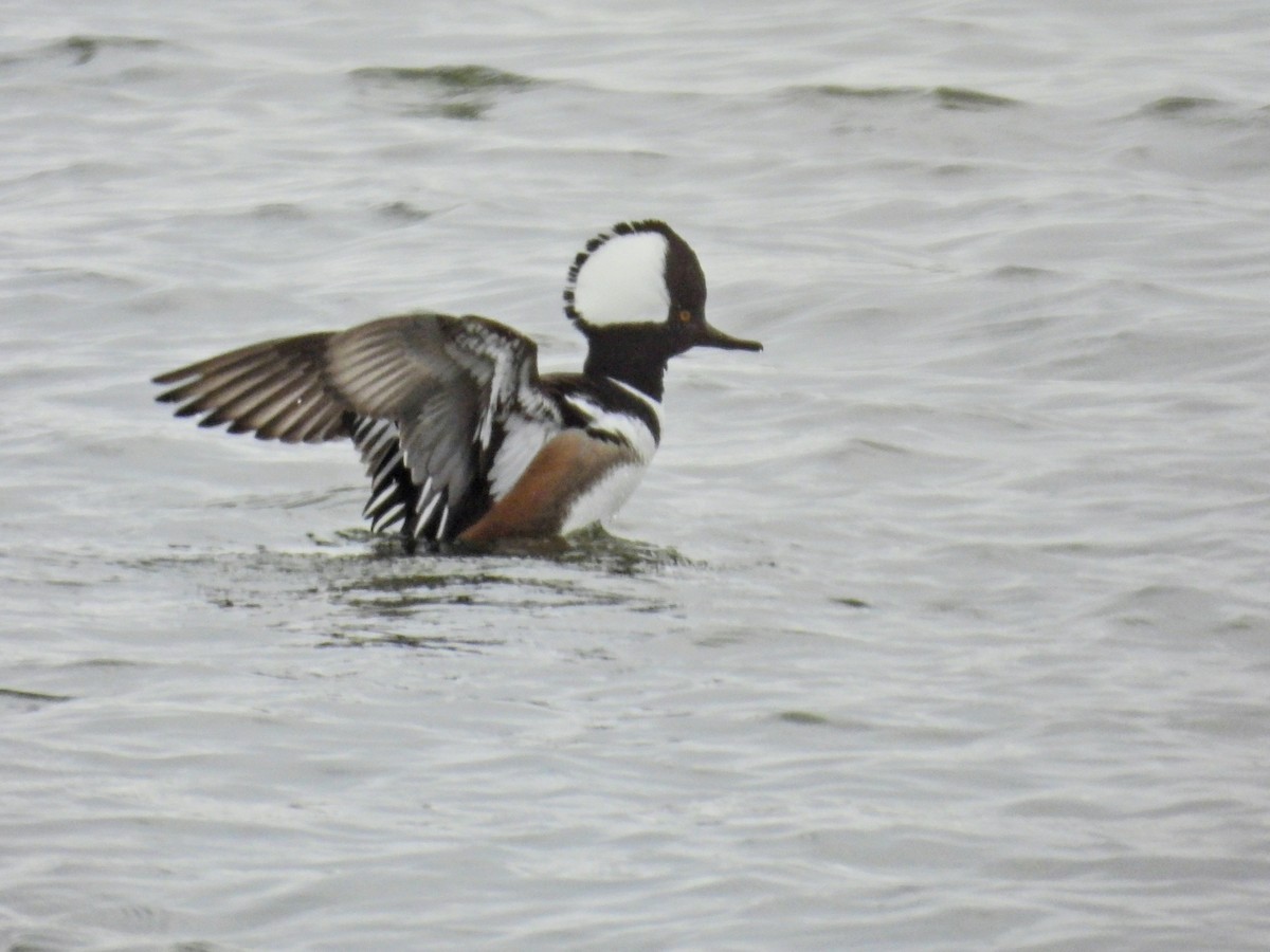 hjelmfiskand - ML646848770