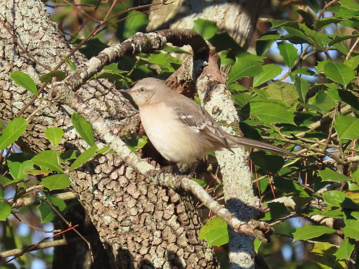 Northern Mockingbird - ML646848777