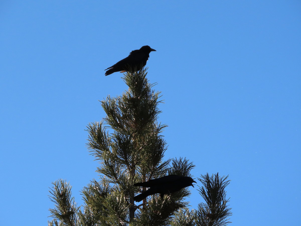 American Crow - ML646848778