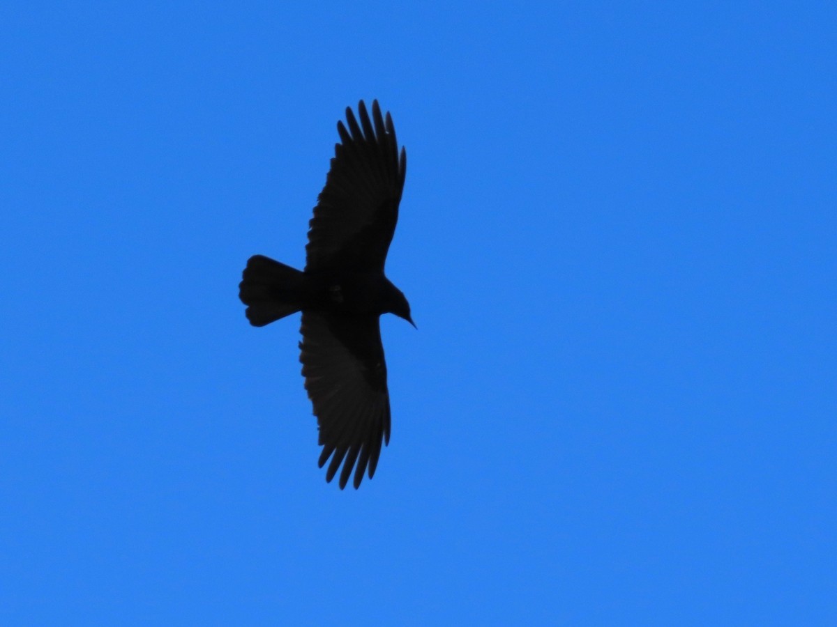American Crow - ML646848780