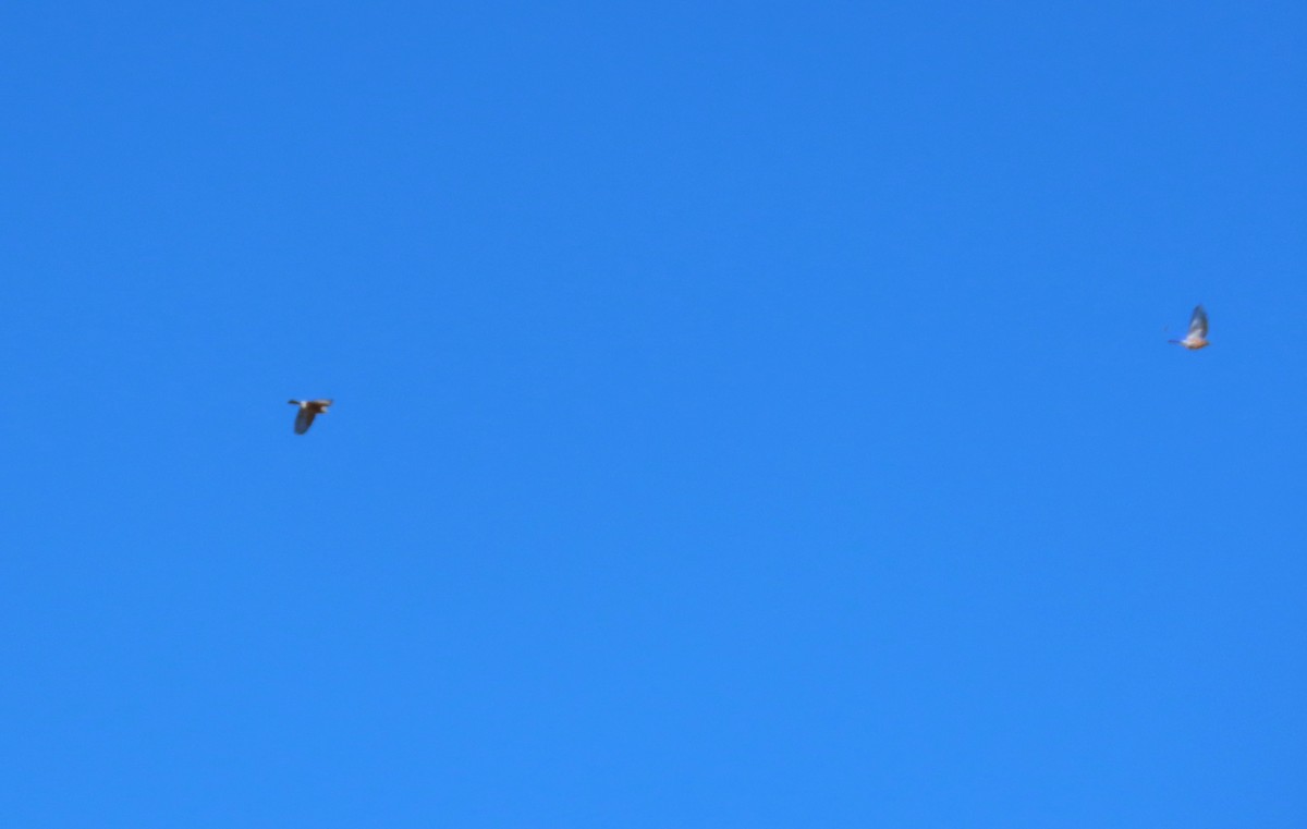 bluebird sp. - ML646848783