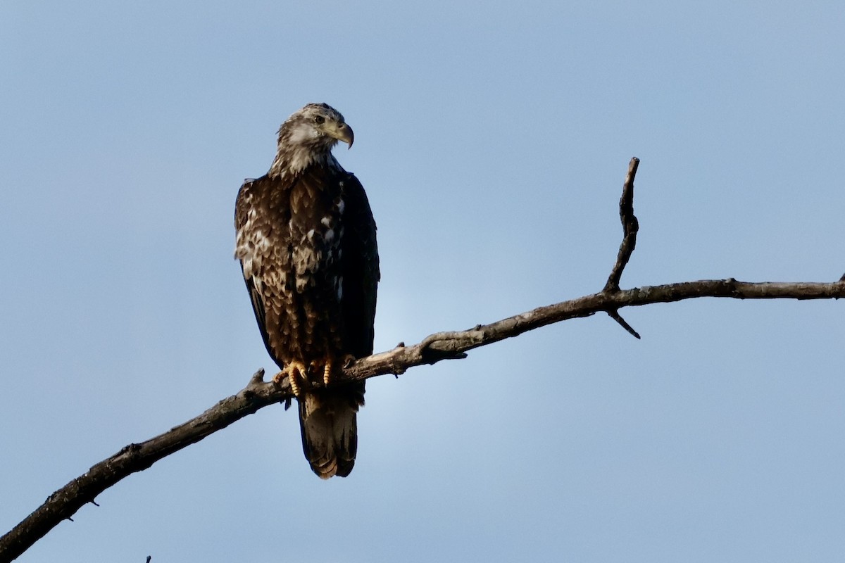 עיטם לבן-ראש - ML646848786