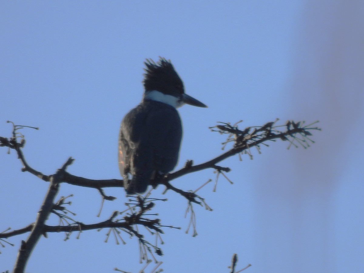 Gürtelfischer - ML646848788