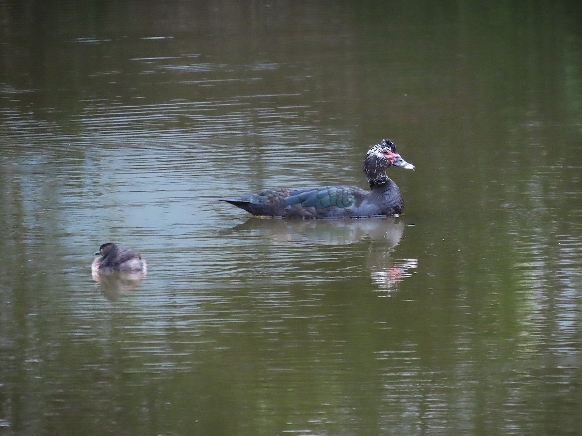 pygmédykker - ML646848792