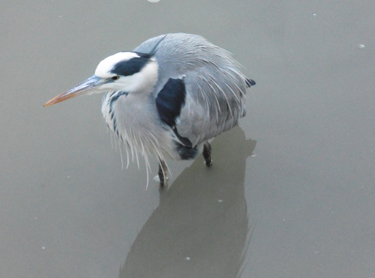 Хөх дэглий - ML646848793