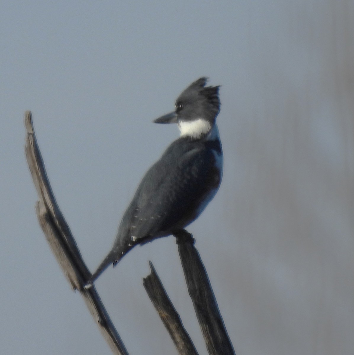 Gürtelfischer - ML646848794