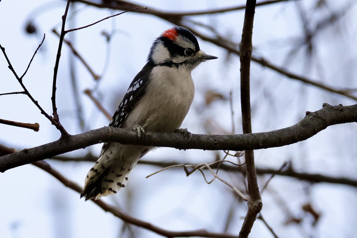 Downy Woodpecker - ML646848795
