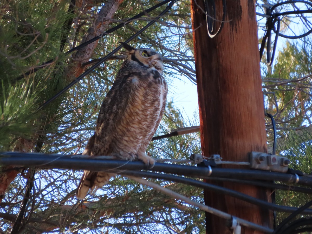 Great Horned Owl - ML646848796