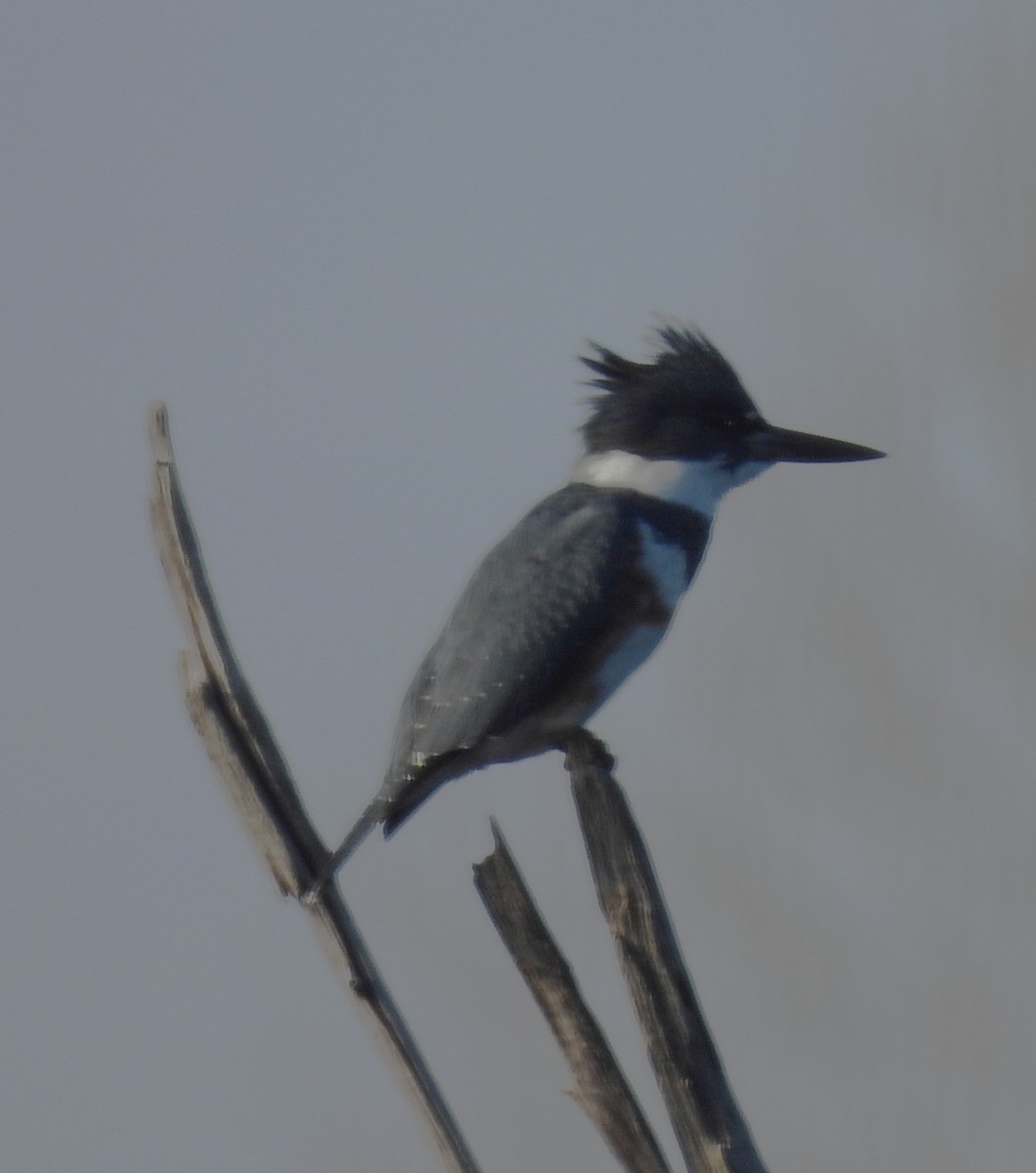 Gürtelfischer - ML646848800