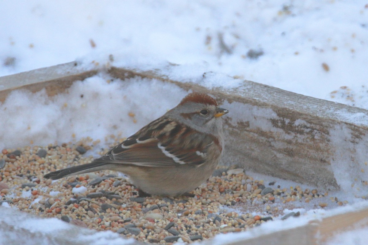 Пасовник північний - ML646848804