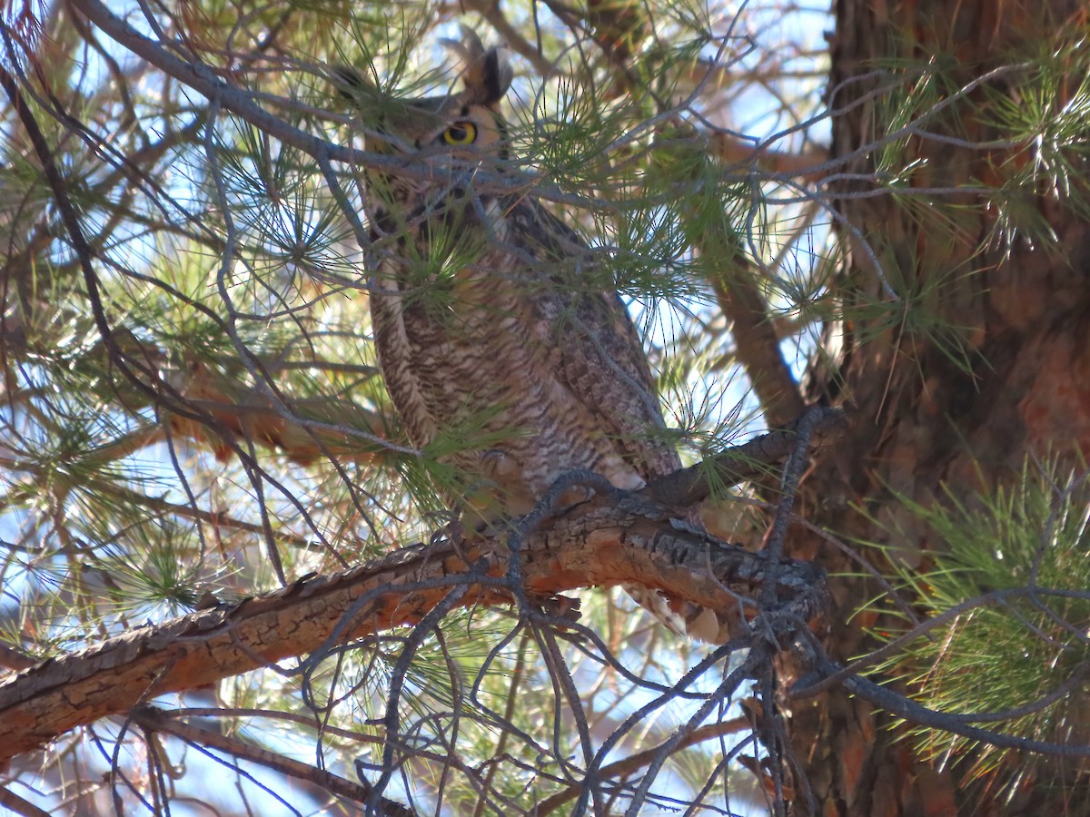 Great Horned Owl - ML646848806