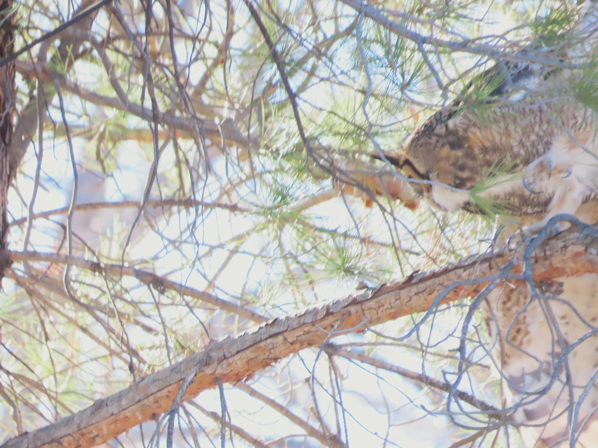 Great Horned Owl - ML646848808