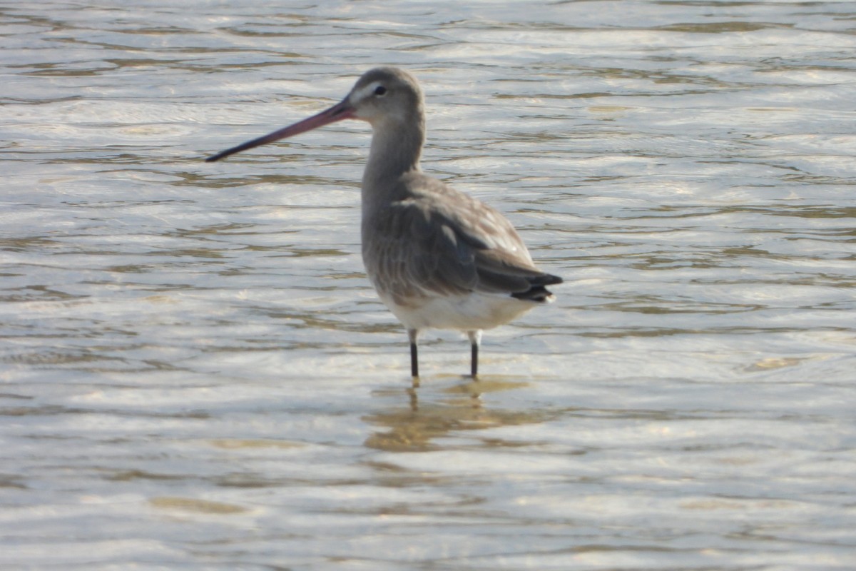 Black-tailed Godwit - ML646848812