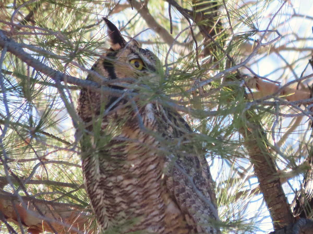 Great Horned Owl - ML646848813