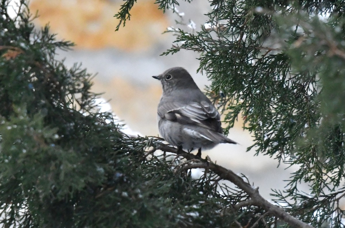 Townsend's Solitaire - ML646848814