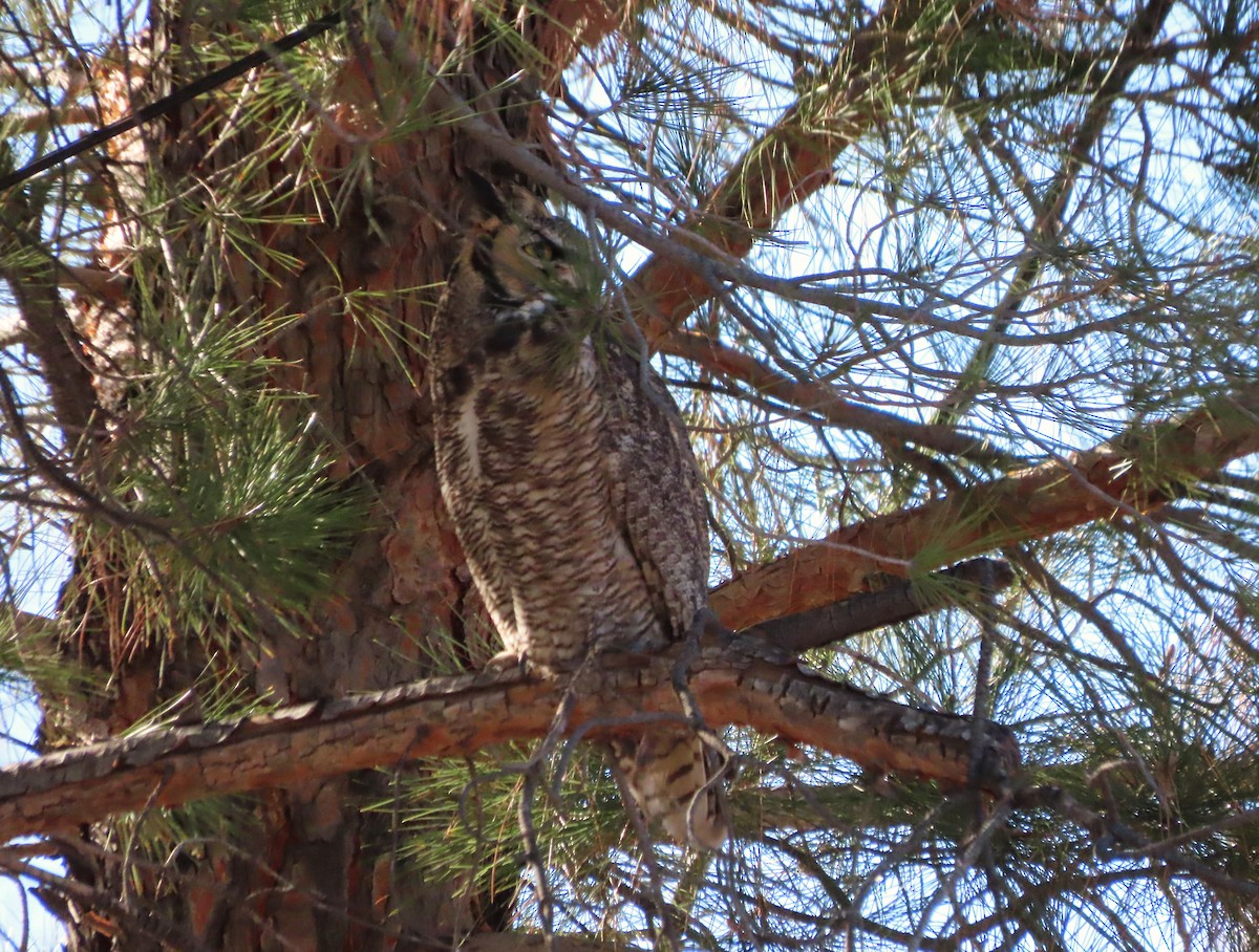 Great Horned Owl - ML646848815