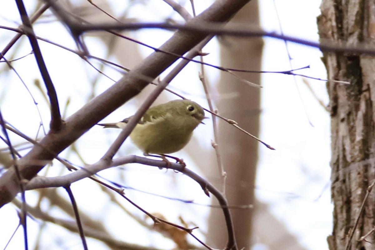 Rubingoldhähnchen - ML646848818