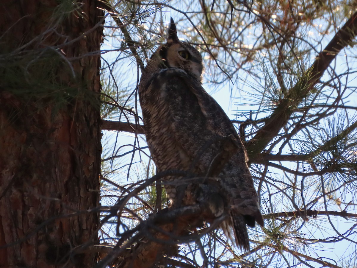 Great Horned Owl - ML646848820