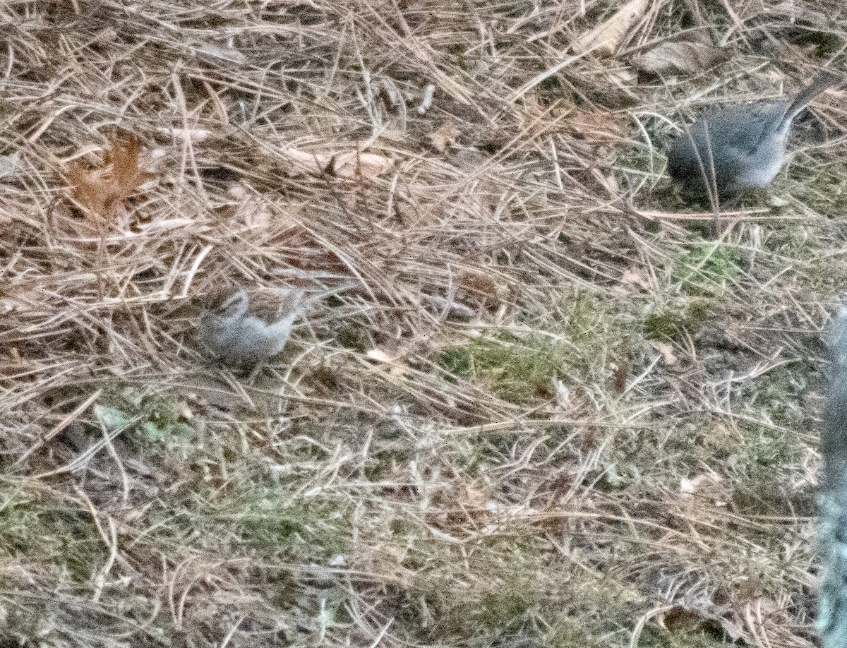 strnádka vrabcovitá - ML646848821