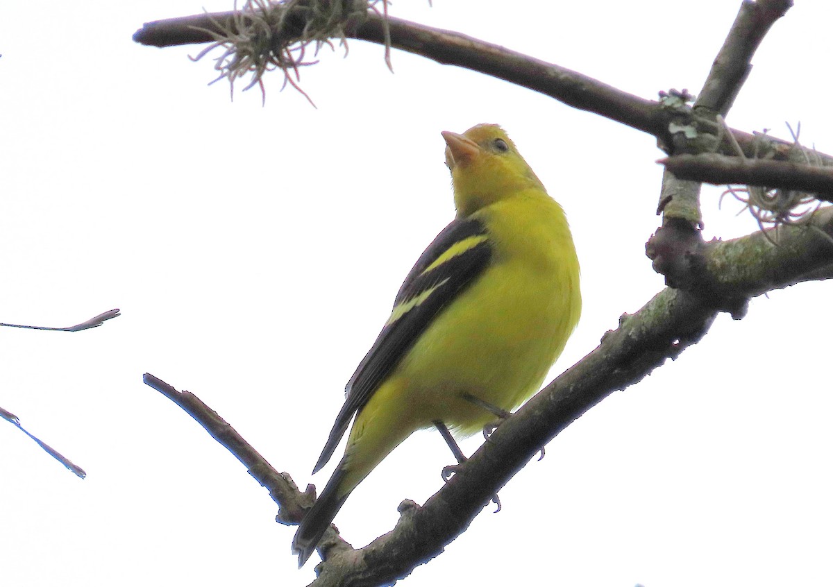 Western Tanager - ML646848822