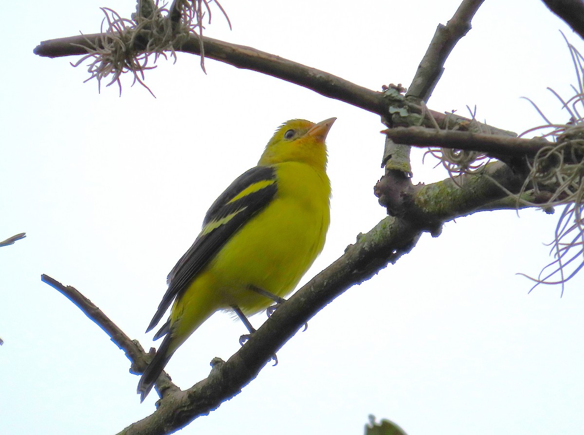 Western Tanager - ML646848823