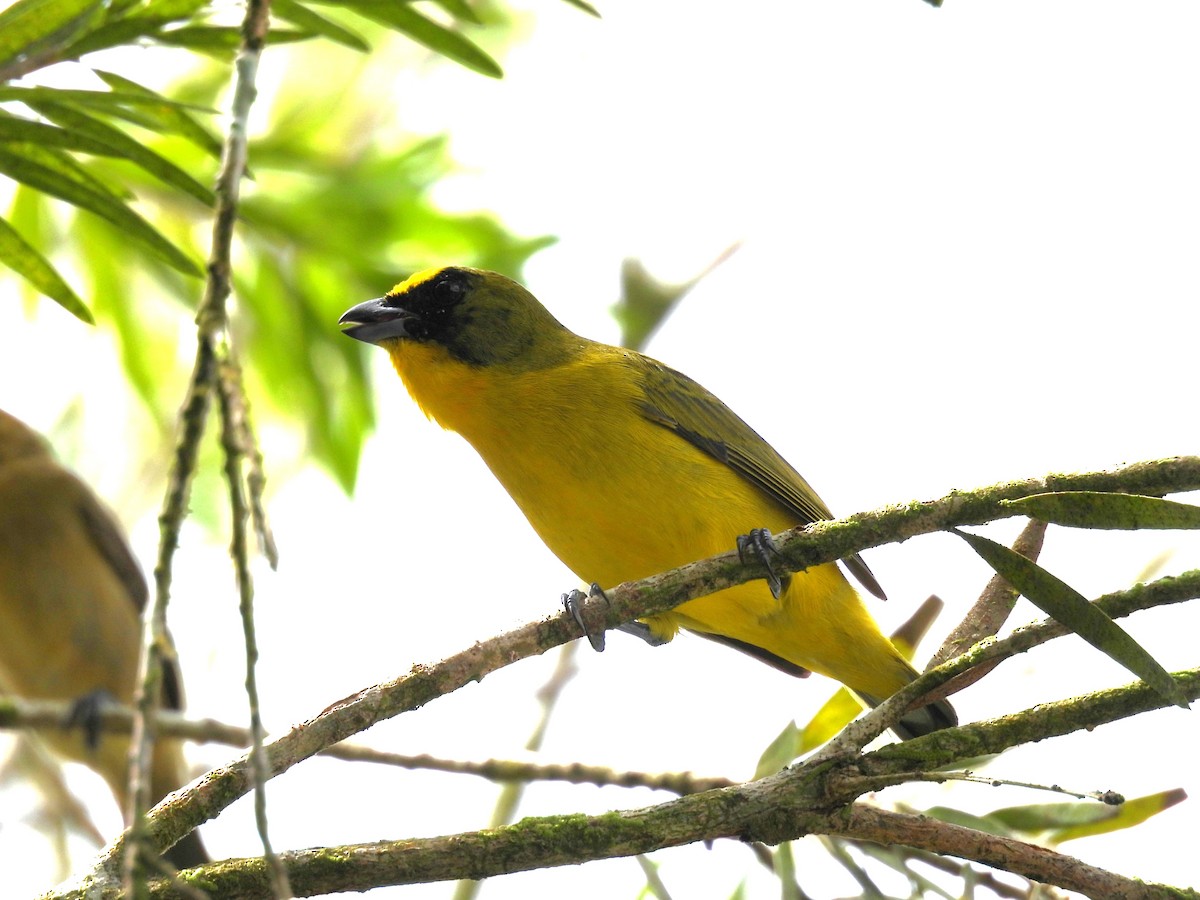 Dickschnabelorganist - ML646848828