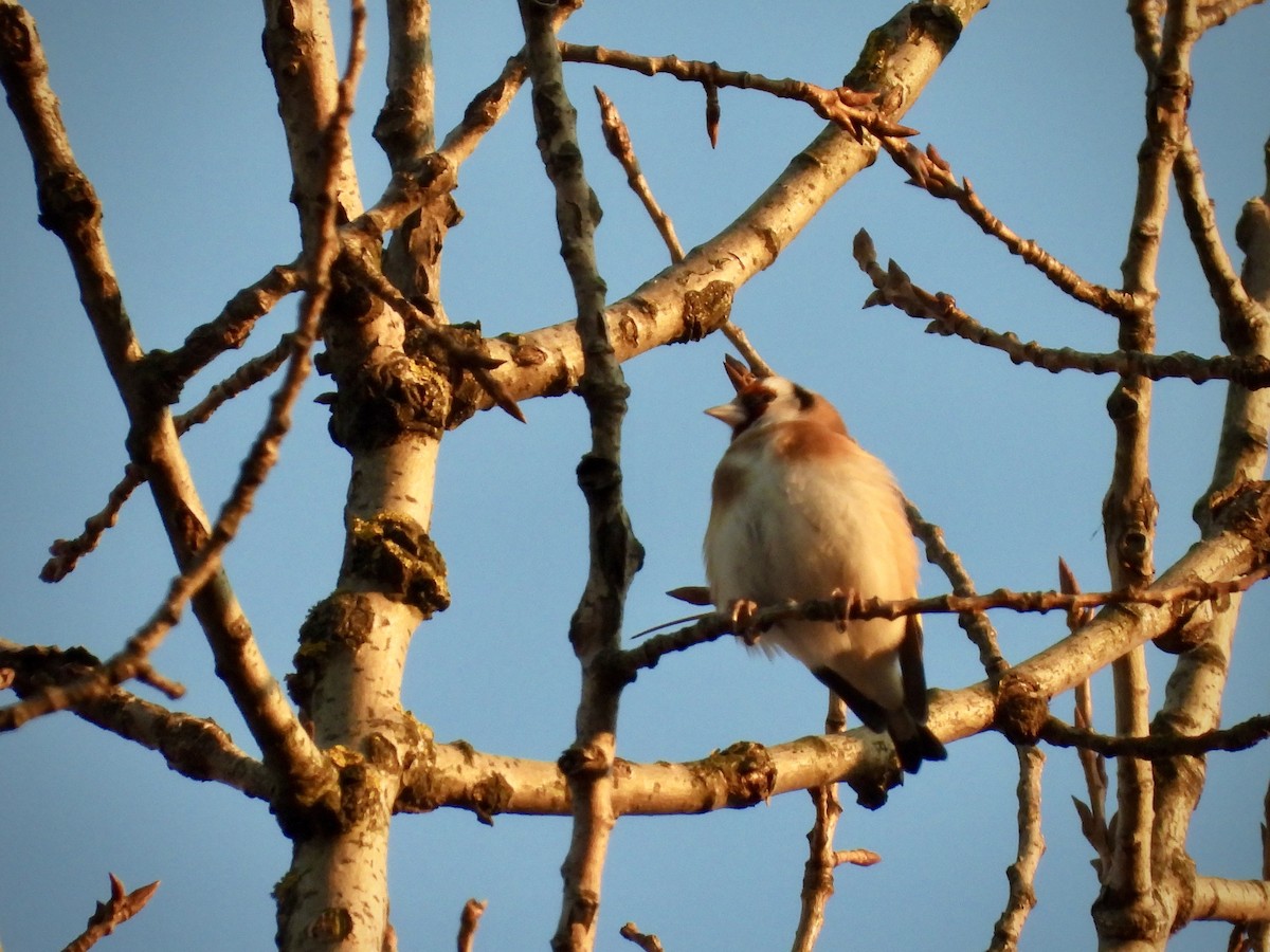 Cardellino - ML646848829