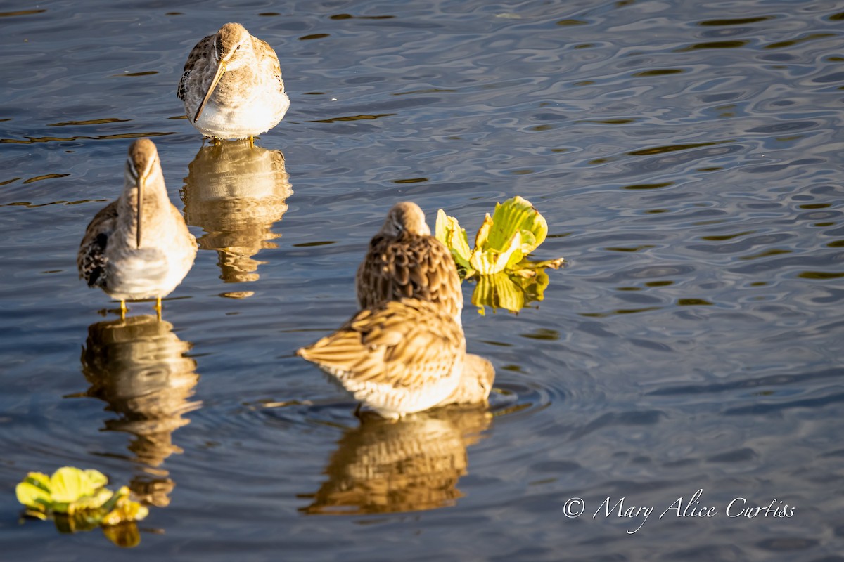 Long-billed Dowitcher - ML646848833