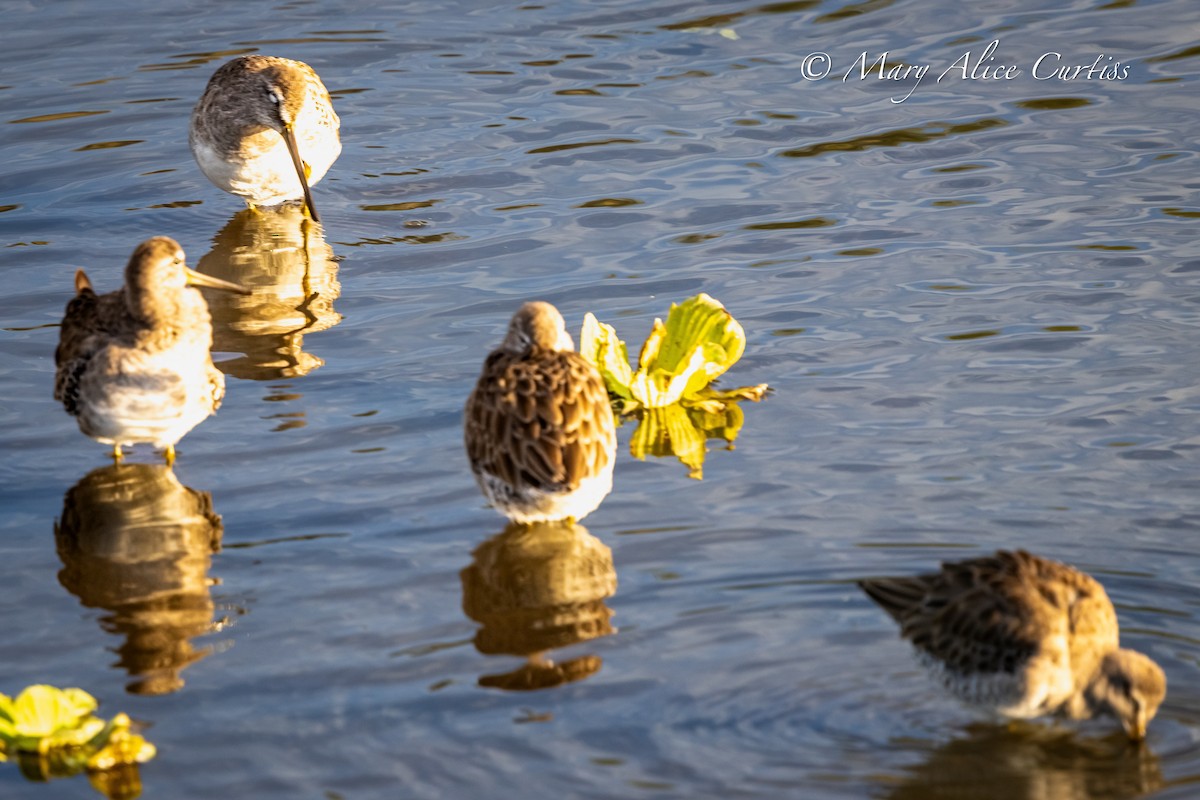 Long-billed Dowitcher - ML646848834
