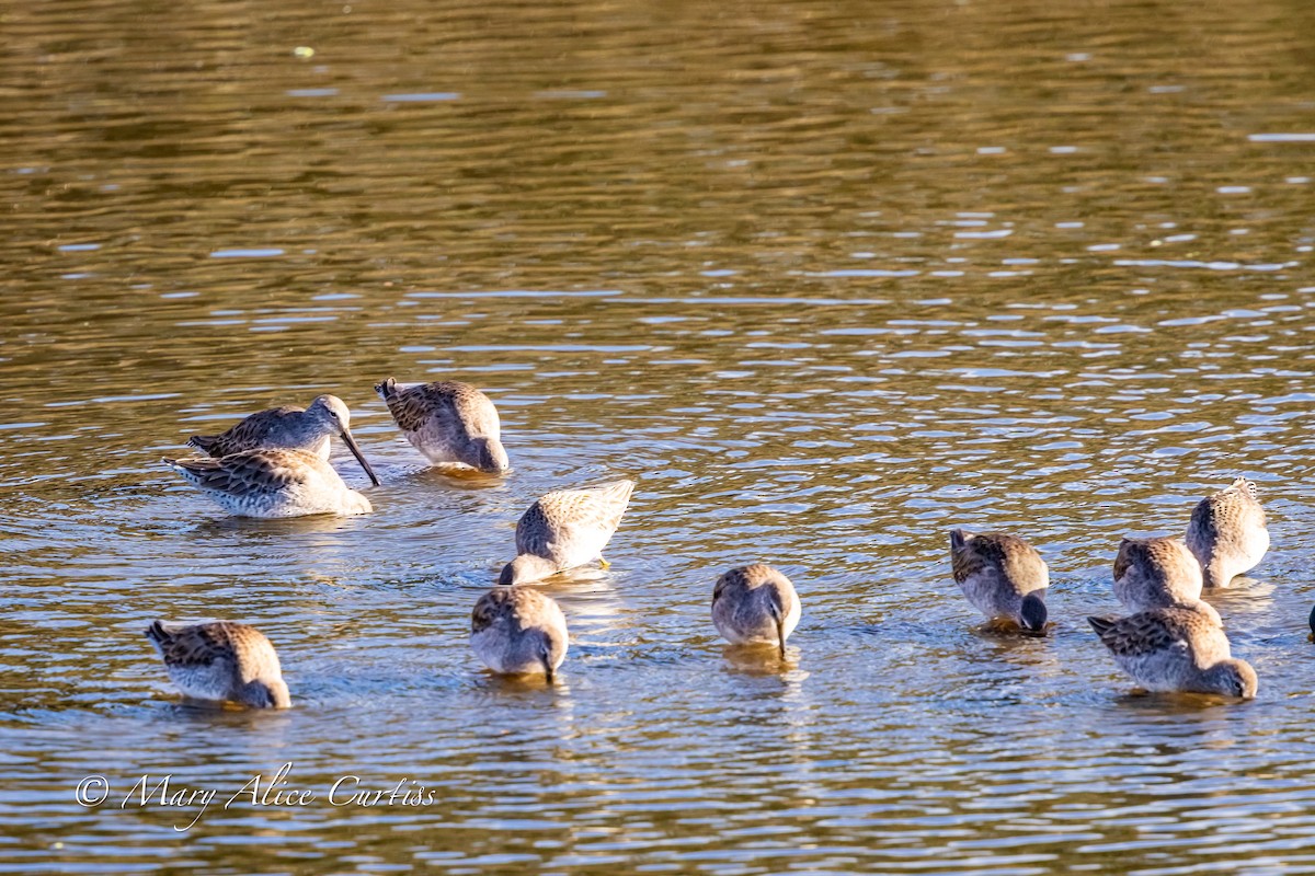 Long-billed Dowitcher - ML646848835
