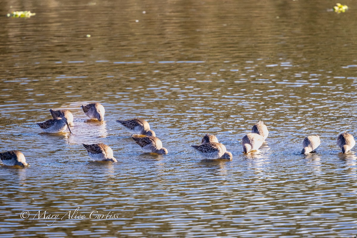 Long-billed Dowitcher - ML646848836