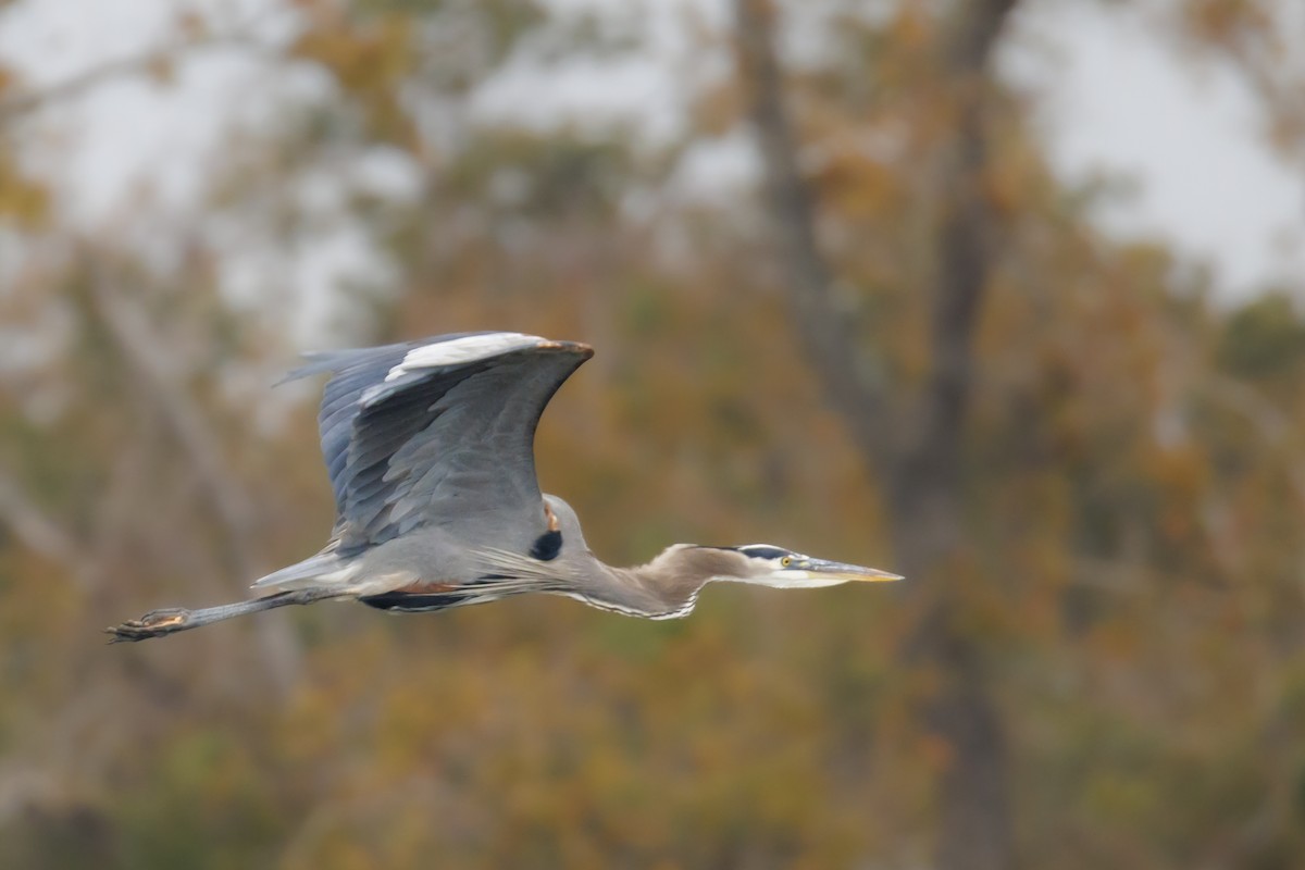 Great Blue Heron - ML646848837