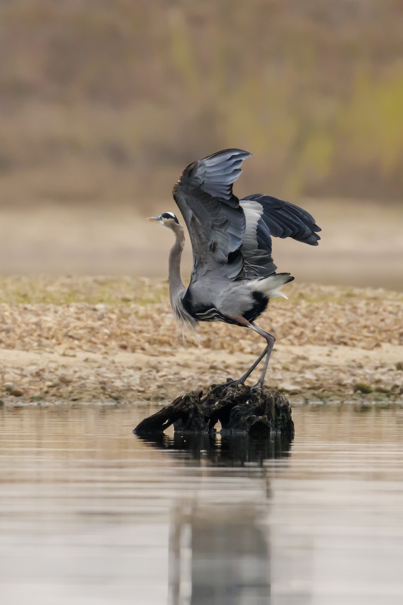 Great Blue Heron - ML646848838