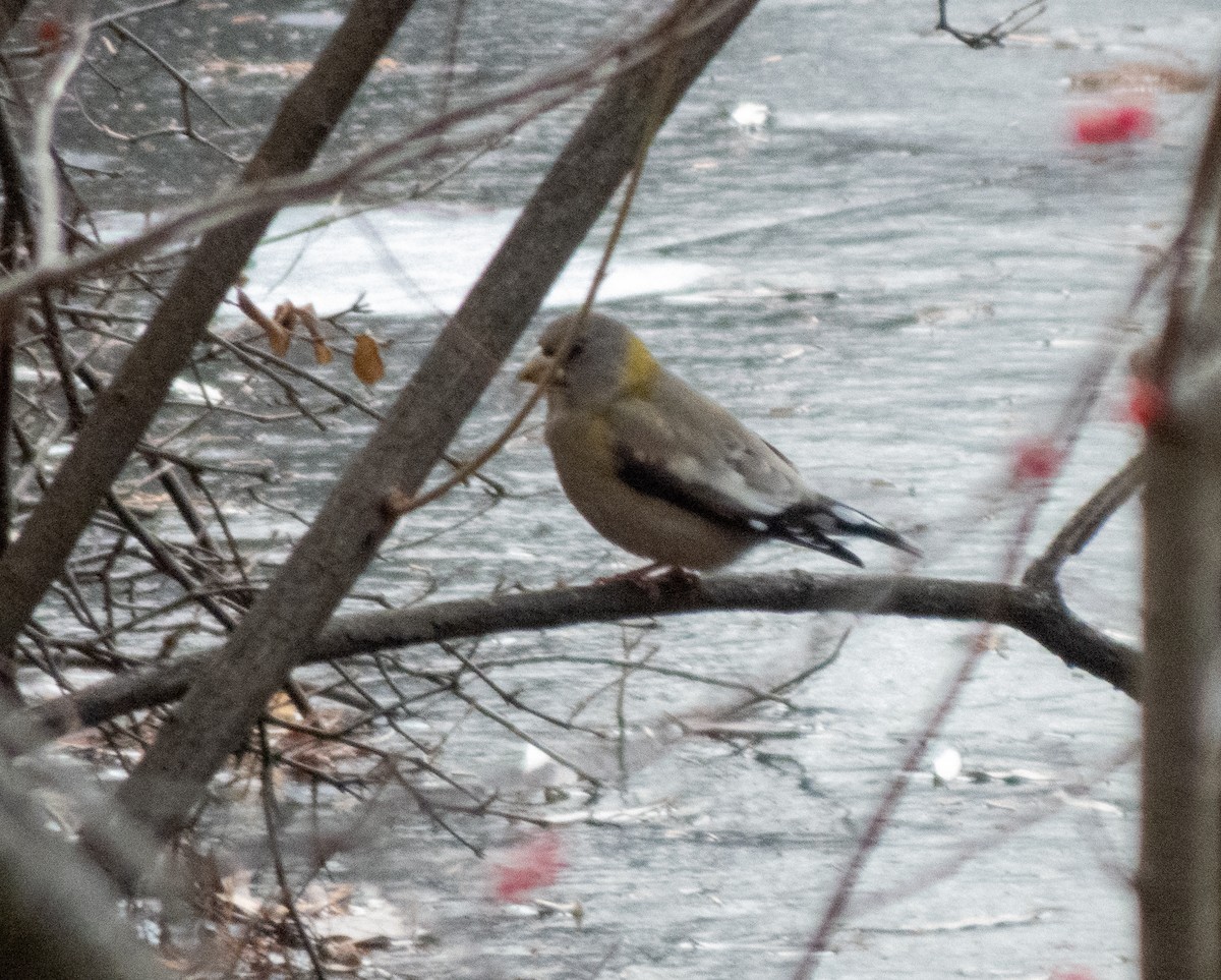 dlask žlutočelý - ML646848840