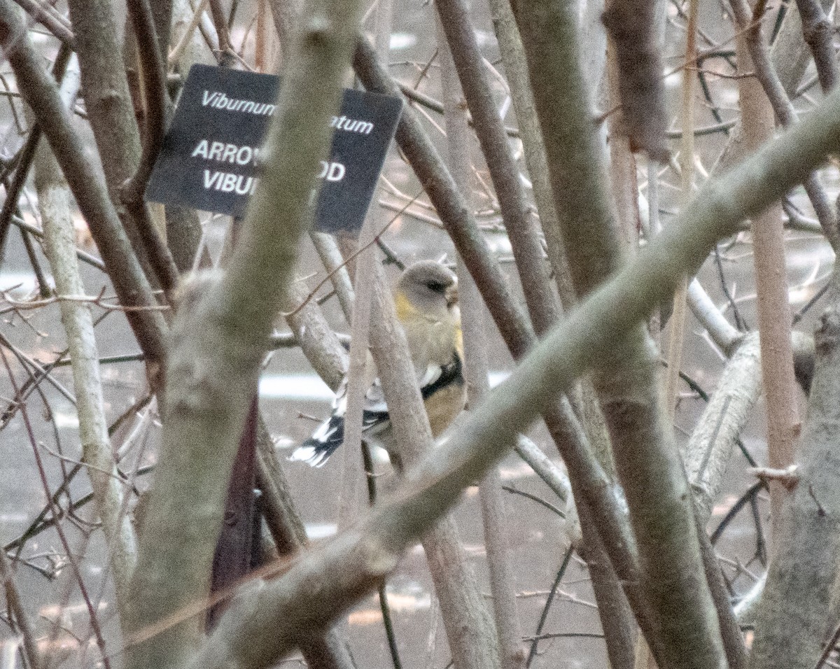 dlask žlutočelý - ML646848841