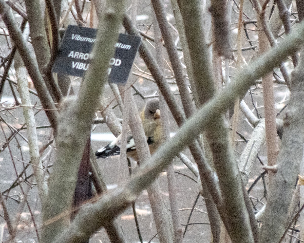 dlask žlutočelý - ML646848842