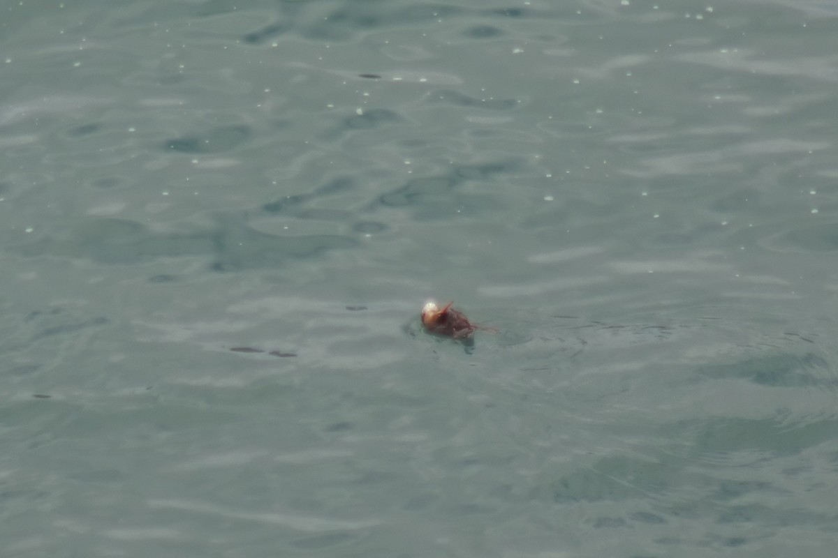 Red-breasted Merganser - ML646848848