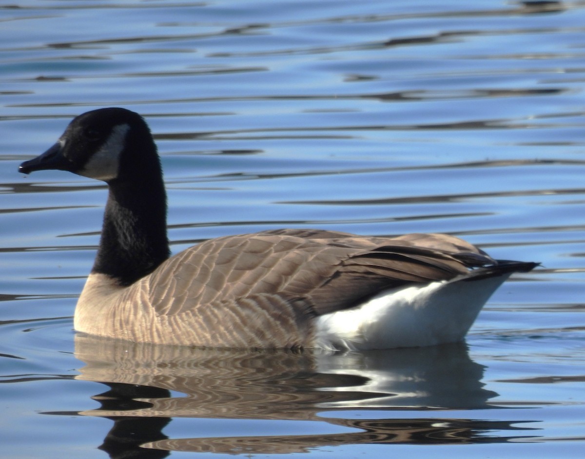 Kanadagans - ML646848850