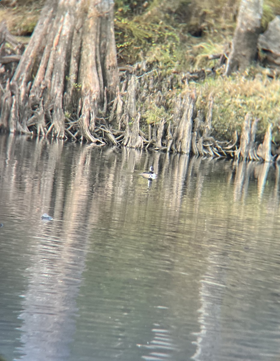 Hooded Merganser - ML646848852